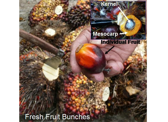 Palm Plantation Introduction