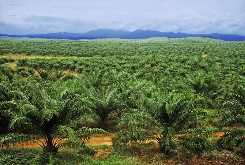 Malaysia plan to invest USD 0.744 billion for palm oil
