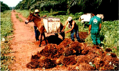 Palm Oil Posts Worst Start to Year Since 2010 as Demand Slows