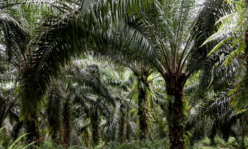 oil palm farm in Africa