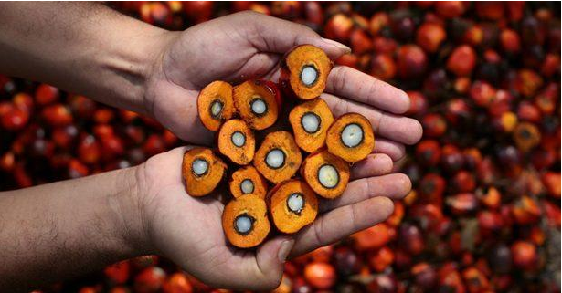 Nigeria Development and Prospect of FFB Oil Plant